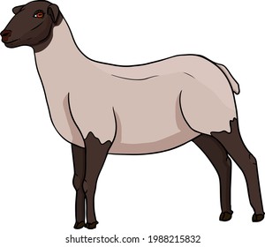 Sheep. Flat cattle, animal grazing vector illustration.  Farm pets.  Illustration for label, poster, print and design. Clip art of farm animal in colored realistic style.