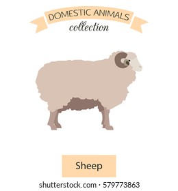 Sheep flat icon isolated on white background. Domestic animals collection