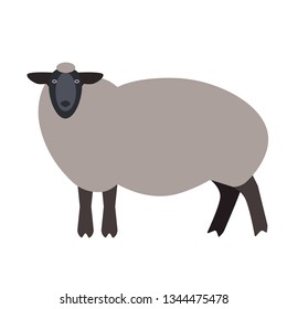 Sheep flat illustration on white
