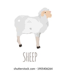 Oveja de estilo plano sobre un fondo blanco aislado. Animales de caricatura. Ilustración vectorial, para decoración postal, logotipo, emblema, textil, diseño web