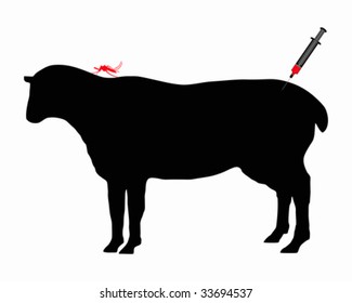 Sheep gets immunization against diseases caused by midge bites