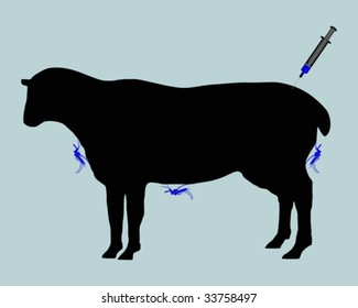 Sheep gets immunization against diseases caused by midge bites