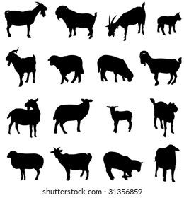 sheep and Goat from all over the world