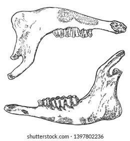 Sheep or goat jaw. Aged teeth bones. Farm, domestic animal freehand line black ink hand drawing. Witchcraft magic, occult attribute decorative element. Vector.