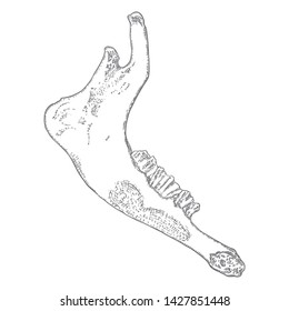 Sheep or goat jaw. Aged teeth bones. Farm, domestic animal freehand line black ink hand drawing. Witchcraft magic, occult attribute decorative element. Vector.