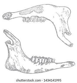 Sheep or goat jaw. Aged teeth bones. Farm, domestic animal freehand line black ink hand drawing. Witchcraft magic, occult attribute decorative element. Vector.