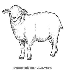 161 Suffolk sheep lamb Stock Illustrations, Images & Vectors | Shutterstock