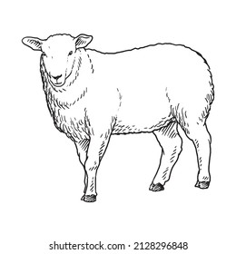 sheep goat or long horn 