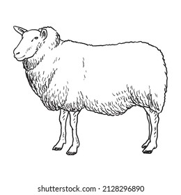 sheep goat or long horn 