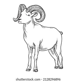 sheep goat or long horn 