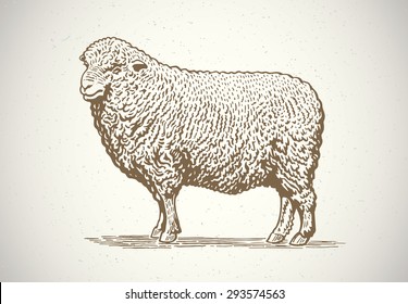 Sheep in graphic style, hand-drawn illustration.