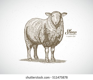 Sheep in graphic style. Illustration drawn by hand on paper and converted to vector.