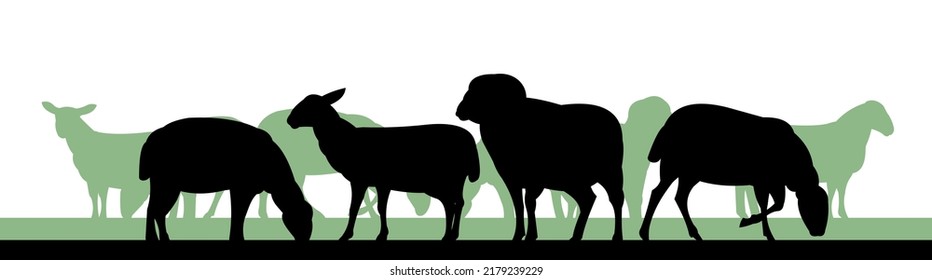 Las ovejas pastan en pastos. Silueta de imagen. Mascotas de granja. Lana de animales domésticos. Aislado sobre fondo blanco. Vector