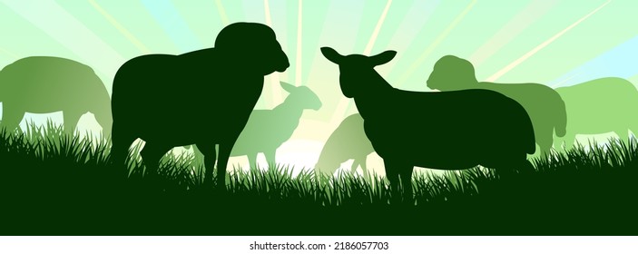 Las ovejas pastan en pastos. Silueta de imagen. Mascotas de granja. Lana de animales domésticos. Al amanecer de fondo. Vector.