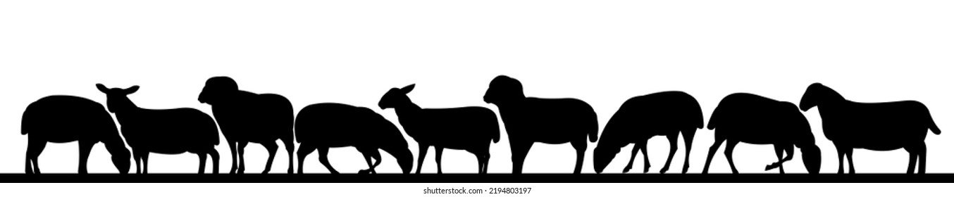 Sheep graze in pasture. Picture silhouette. Farm pets. Domestic animals wool. Isolated on white background. Vector.