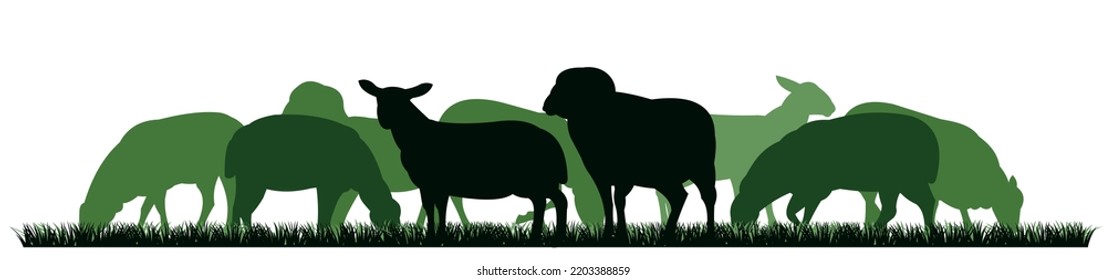 Sheep graze in pasture. Picture silhouette. Farm pets. Domestic animals wool. Isolated on white background. Vector