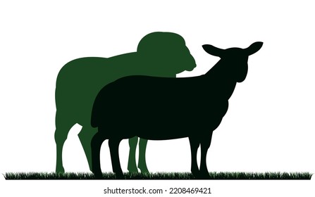 Sheep graze in pasture. Picture silhouette. Farm pets. Domestic animals wool. Isolated on white background. Vector.