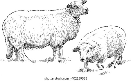 sheep grazing