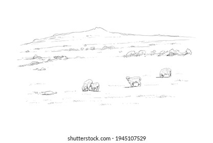 Sheep grazing in the meadow. Rural landscape. Farm sketch. Hand drawn vector illustration.  