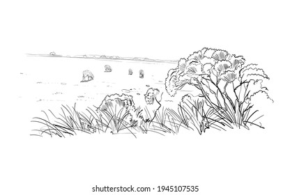 Sheep grazing in the meadow. Rural landscape. Farm sketch. Hand drawn vector illustration.  