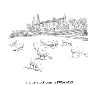 Sheep are grazing in a meadow. Rural landscape. Farm sketch hand drawn vector illustration.