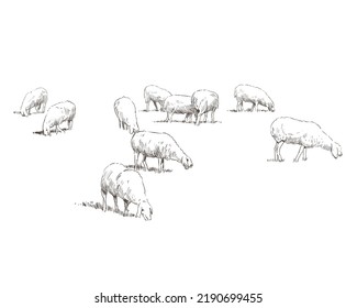 Sheep are grazing in a meadow. Rural landscape. Farm sketch hand drawn vector illustration.