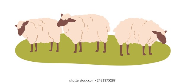 Sheep grazing on field. Cute fluffy ewes herd on rural farm, eating grass, feeding at green pasture. Domestic country animals in countryside. Flat vector illustration isolated on white background