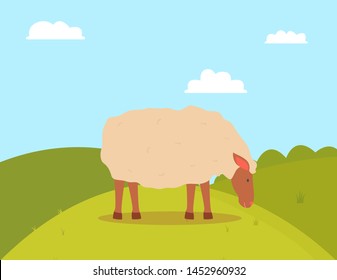 Sheep grazing on grass, side view of farm animal standing on grass, goat with white wool eating outdoor, green hills and cloudy sky, farming vector