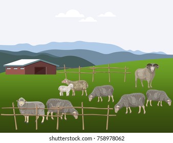 Sheep grazing on pasture. Vector illustration