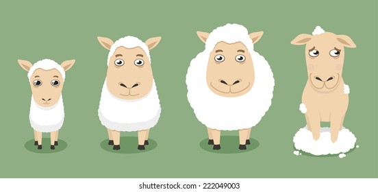 Sheep growth until shaved vector illustration. 