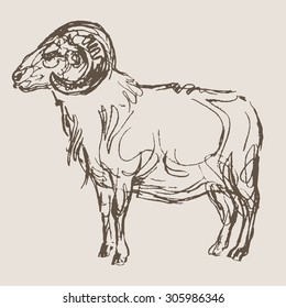 sheep hand draw sketch, vector