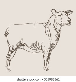 sheep hand draw sketch, vector
