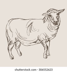 sheep hand draw sketch, vector