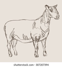sheep hand draw sketch, vector