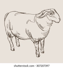 sheep hand draw sketch, vector
