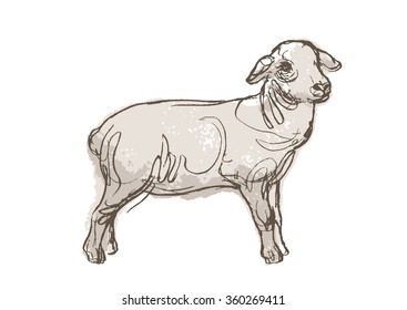 sheep hand draw sketch, vector