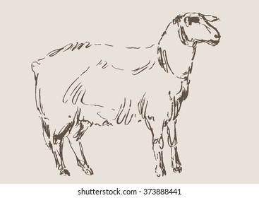 sheep hand draw sketch, vector