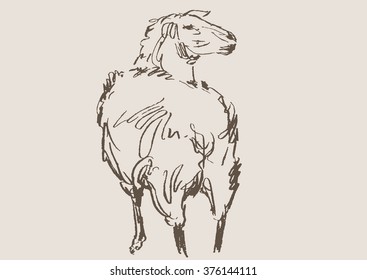 sheep hand draw sketch, vector