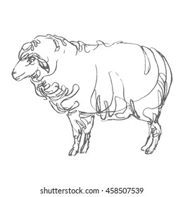 sheep hand draw sketch, vector