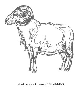 sheep hand draw sketch, vector