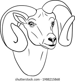 Sheep. Hand drawn cattle, animal grazing vector illustration.  Farm pets.  Illustration for label, poster, print and design. Clip art of farm animal in sketch realistic style.