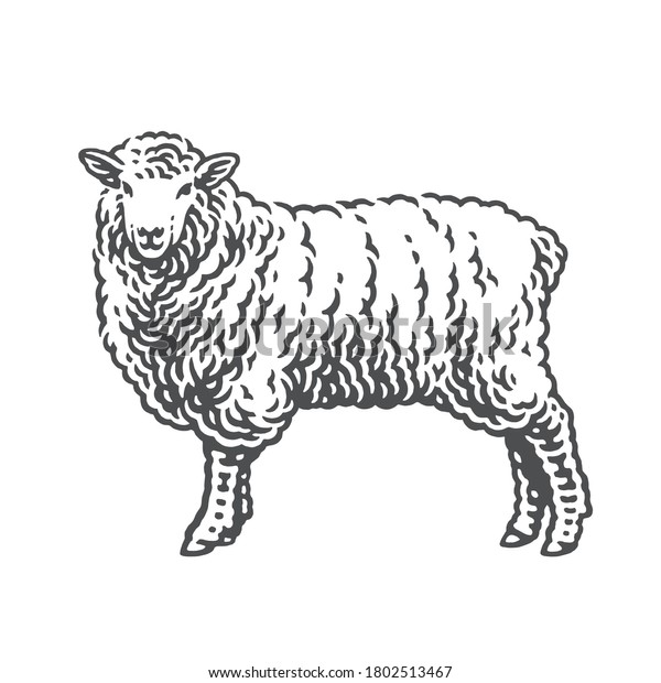 Sheep. Hand drawn engraving style\
illustrations. Etched vector\
illustration.