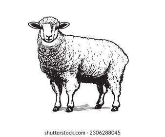 Sheep hand drawn illustrations, vector.