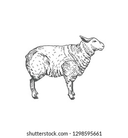 Sheep Hand Drawn Vector Illustration. Abstract Domestic Animal Sketch. Lamb Engraving Style Drawing. Isolated.