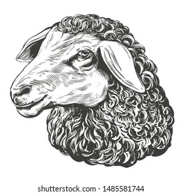 sheep hand drawn vector illustration realistic sketch