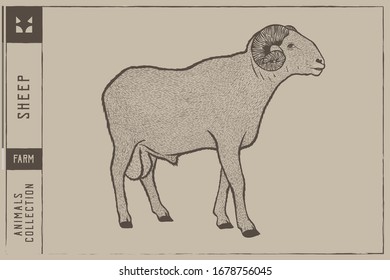 Sheep Hand Drawn Vector Illustration Engraving Style - Out line