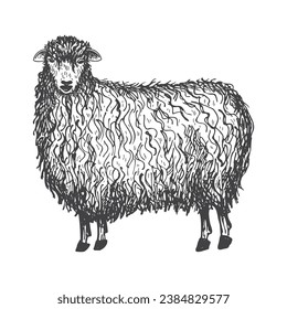 Sheep hand drawn vector illustration farm animal with engraving on isolated white background,lamb livestock breeding. Design element for print, paper, logo, card.Production of cheese, meat, wool