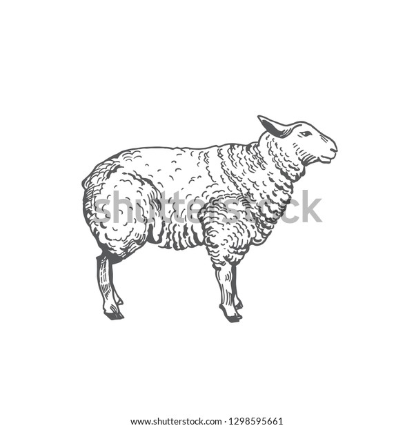 Sheep Hand Drawn Vector Illustration Abstract Stock Vector (Royalty ...