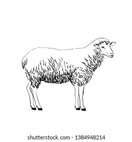 Sheep hand-drawn black ink. Vector sketch drawn by hand on a light background, farm animals, cloven-hoofed livestock, sheep icon with thick fur, isolated 