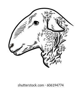 Sheep head, Fresh beef organic meat. Hand drawn sketch in a graphic style. Vintage engraving illustration  for poster, web. Isolated on white background